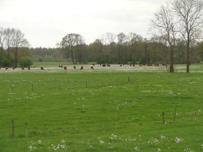 Het Vechtdal jongvee schareld weer mooi door het Vechtdal